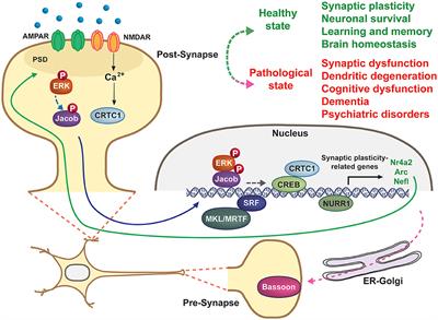 Editorial: Bidirectional Communication Between Synapses and Nucleus in Brain Physiology and Disease